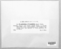 Cladonia cyanipes image